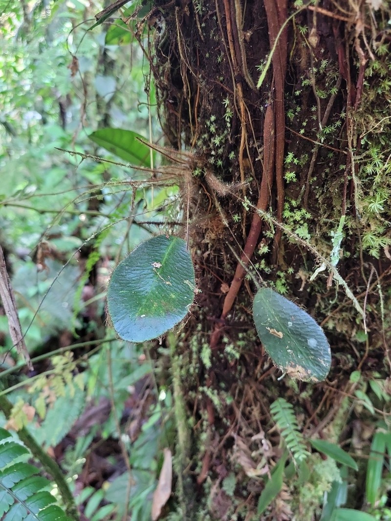 West Indian Tonguefern photo 3