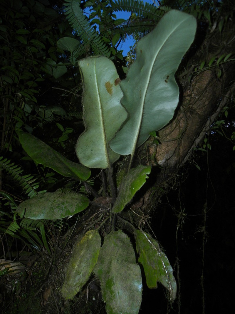 West Indian Tonguefern photo 5