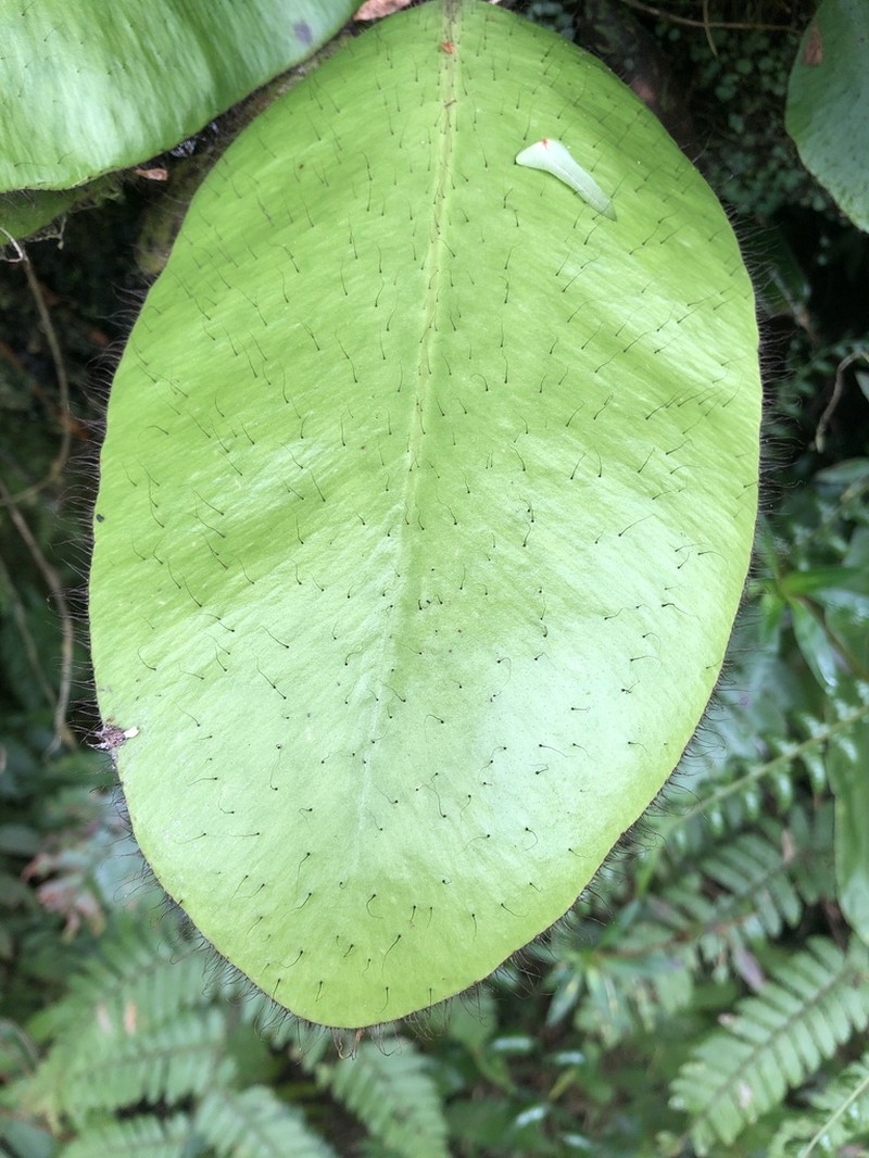 West Indian Tonguefern photo 6