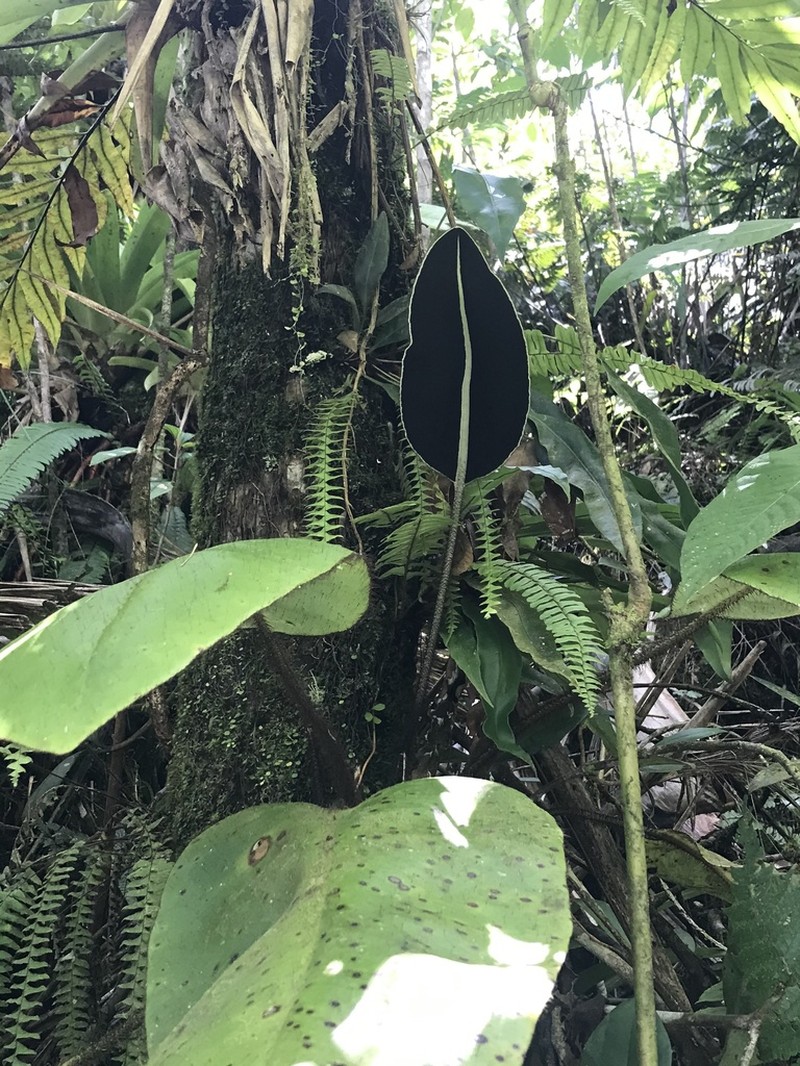 West Indian Tonguefern photo 7