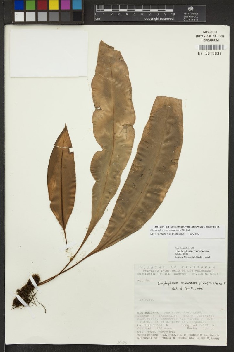 Elaphoglossum crispatum