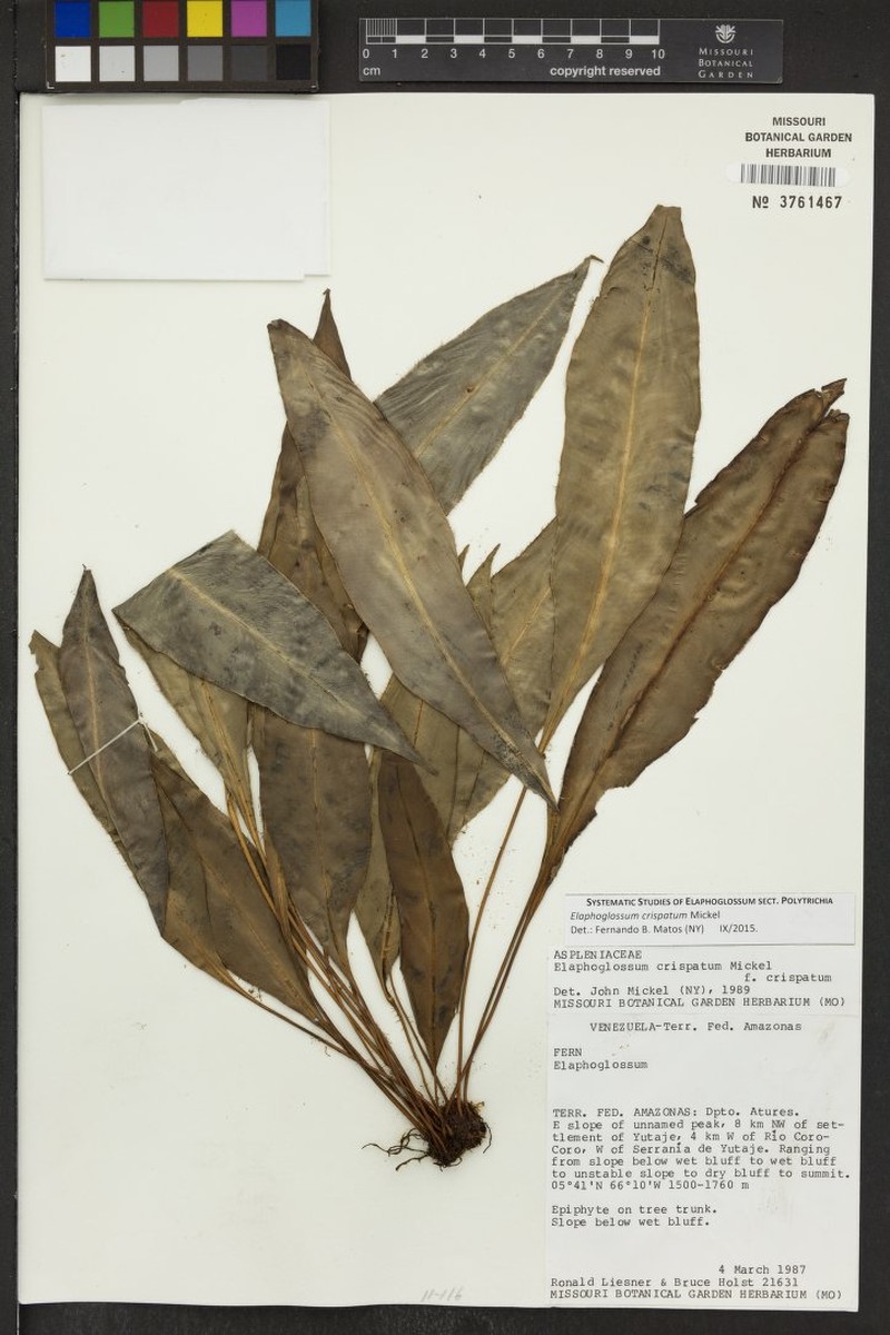 Elaphoglossum crispatum photo 2