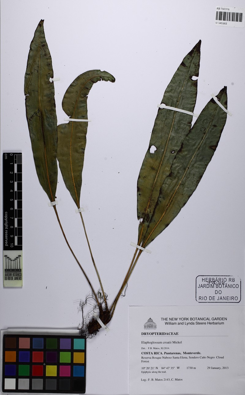 Elaphoglossum croatii
