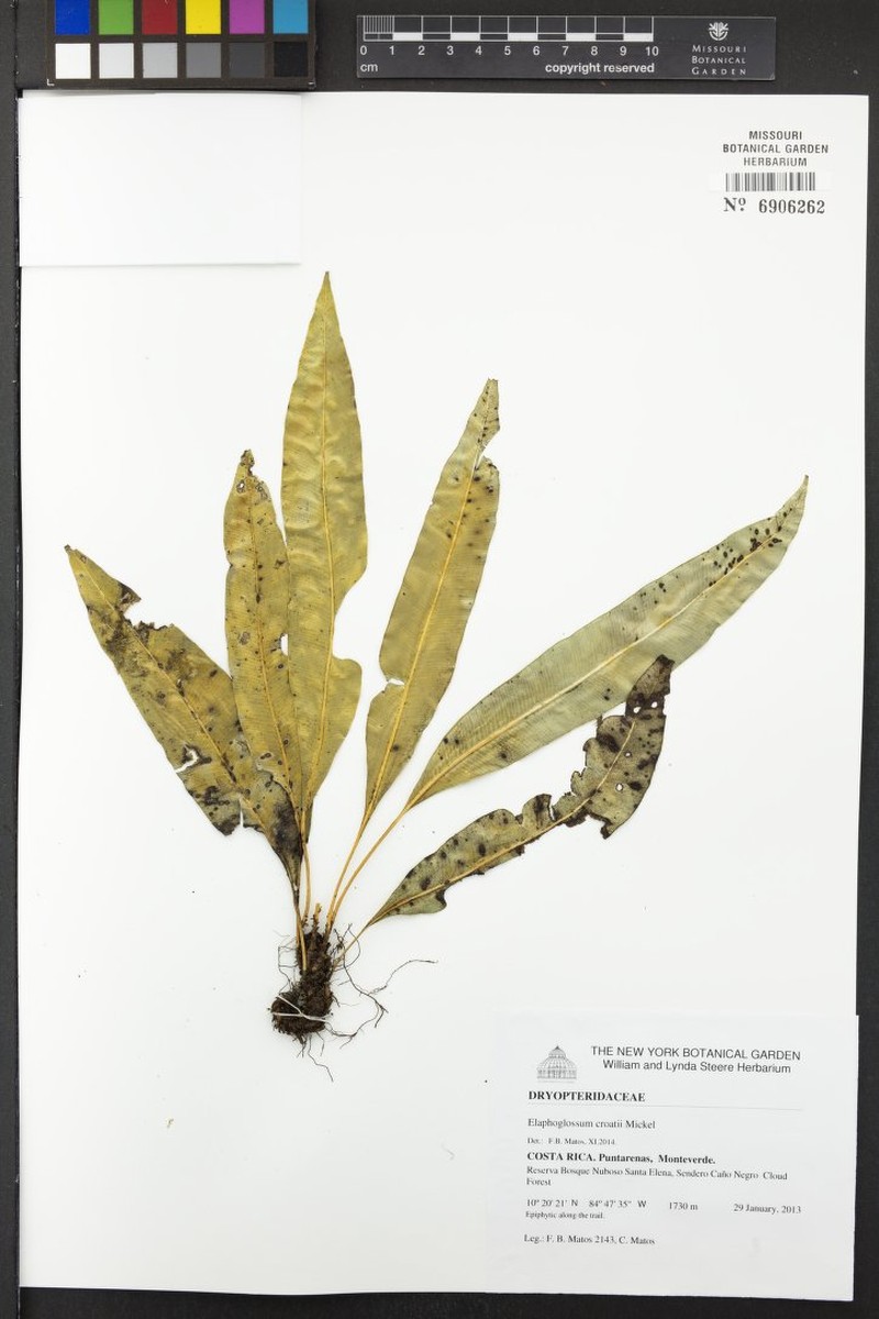 Elaphoglossum croatii photo 2
