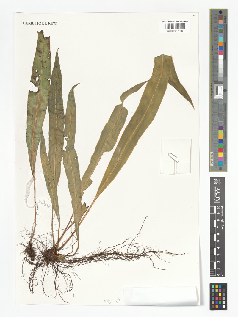 Elaphoglossum cruzense