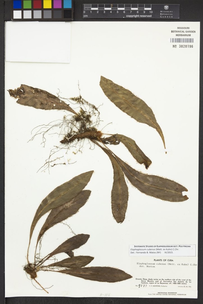 Elaphoglossum cubense
