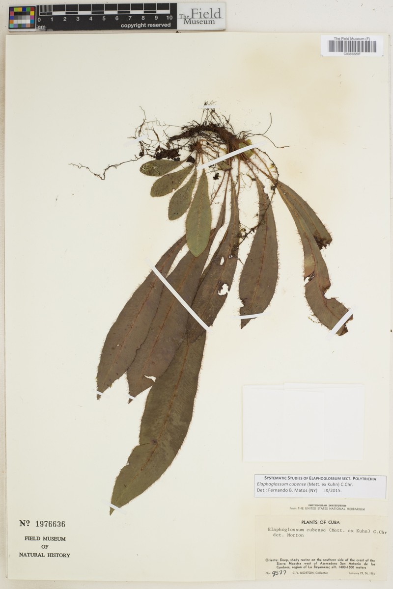 Elaphoglossum cubense photo 2