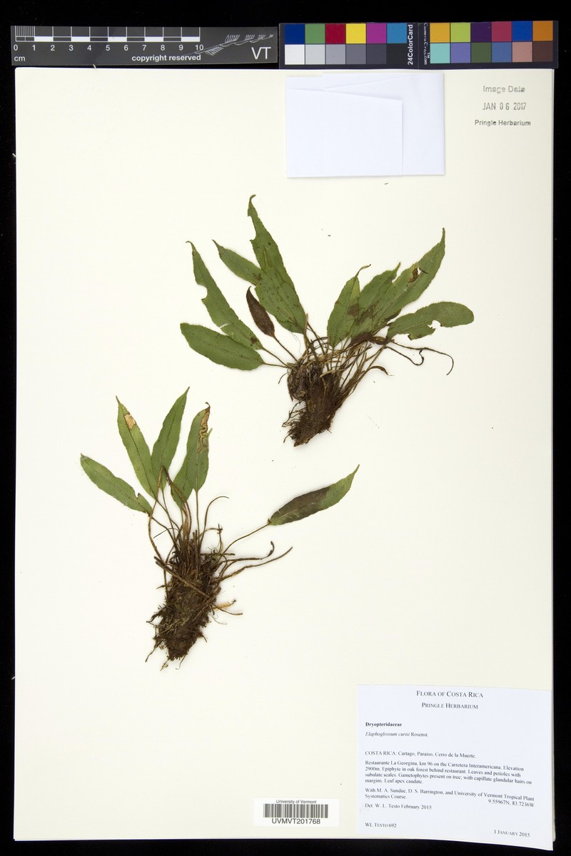 Elaphoglossum curtii