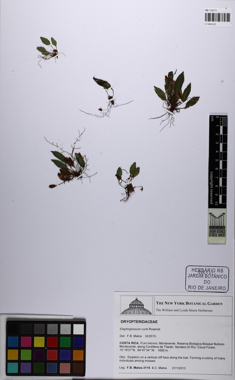Elaphoglossum curtii photo 2