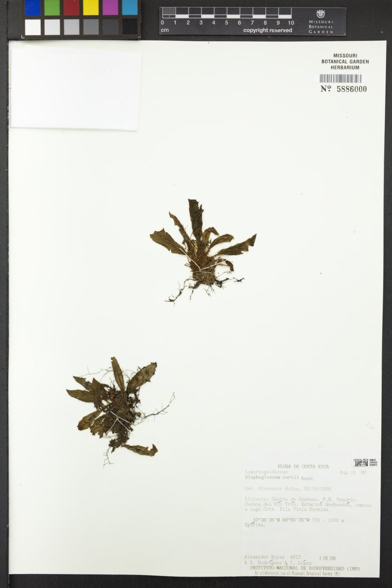 Elaphoglossum curtii photo 3