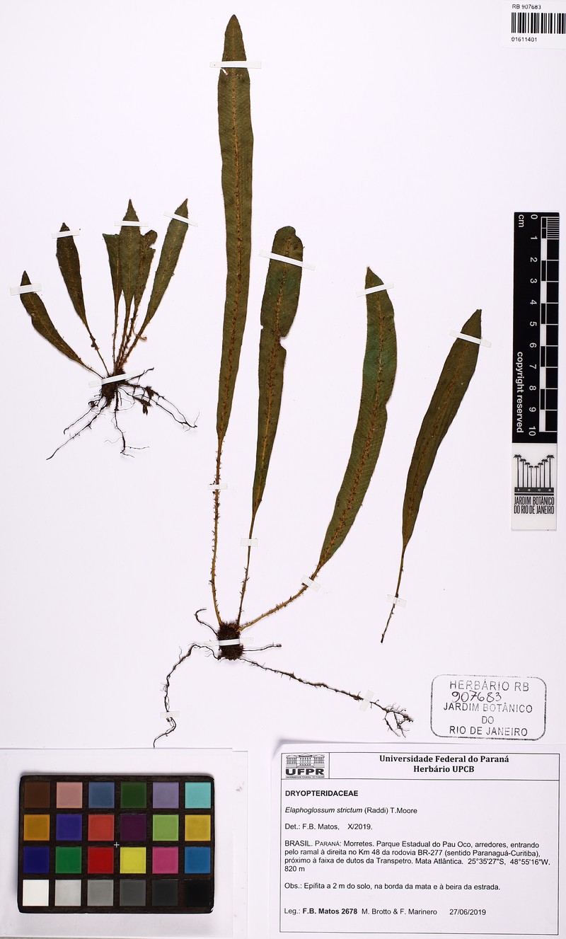 Elaphoglossum curvans