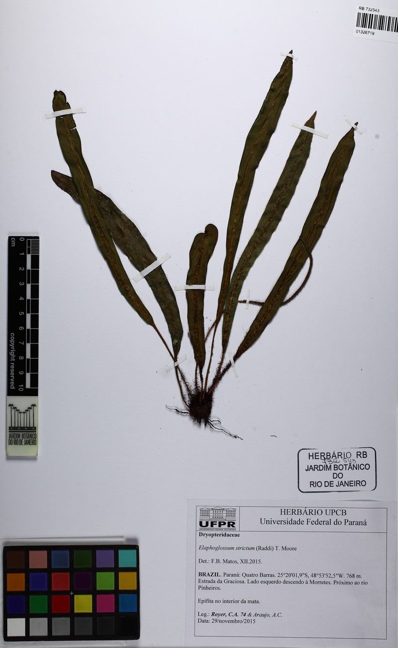 Elaphoglossum curvans photo 2