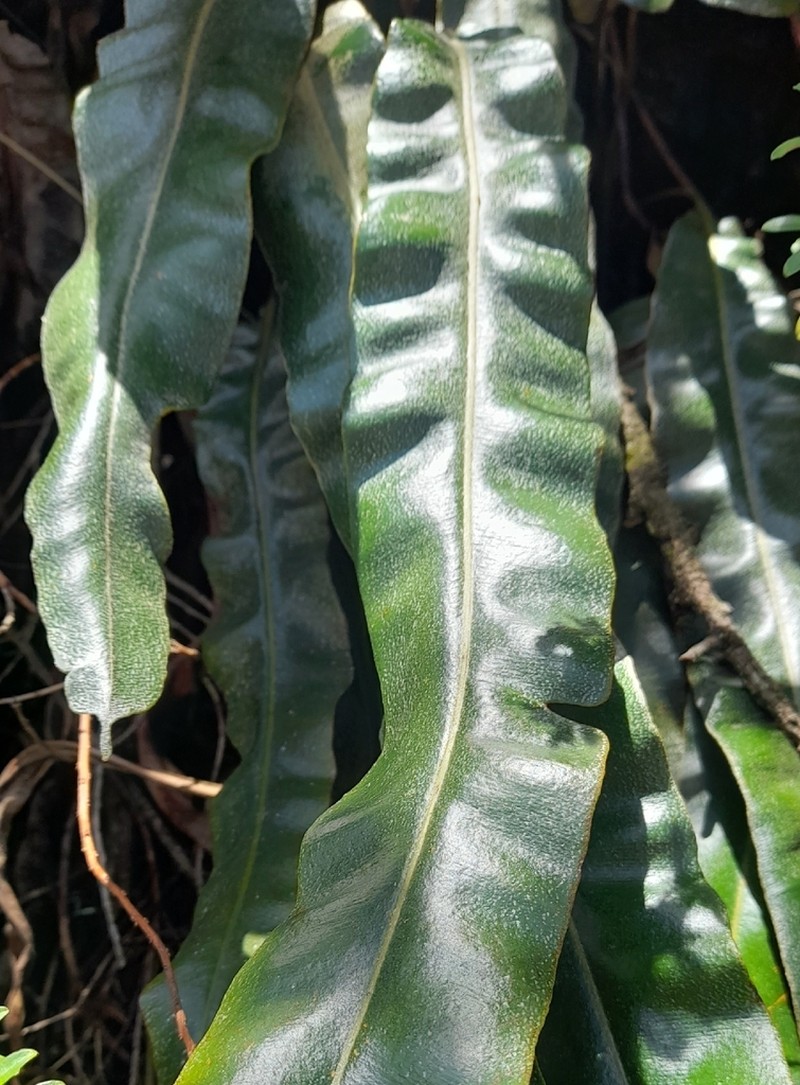 Elaphoglossum cuspidatum photo 2