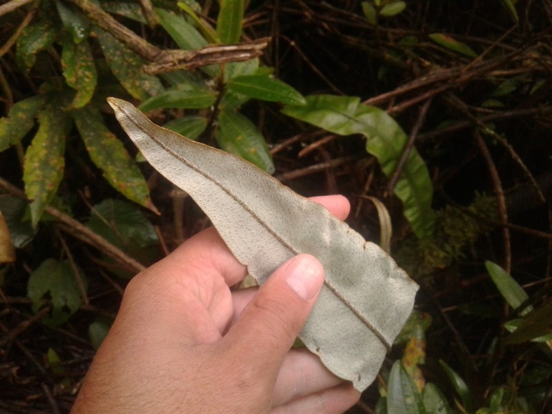Elaphoglossum cuspidatum photo 3