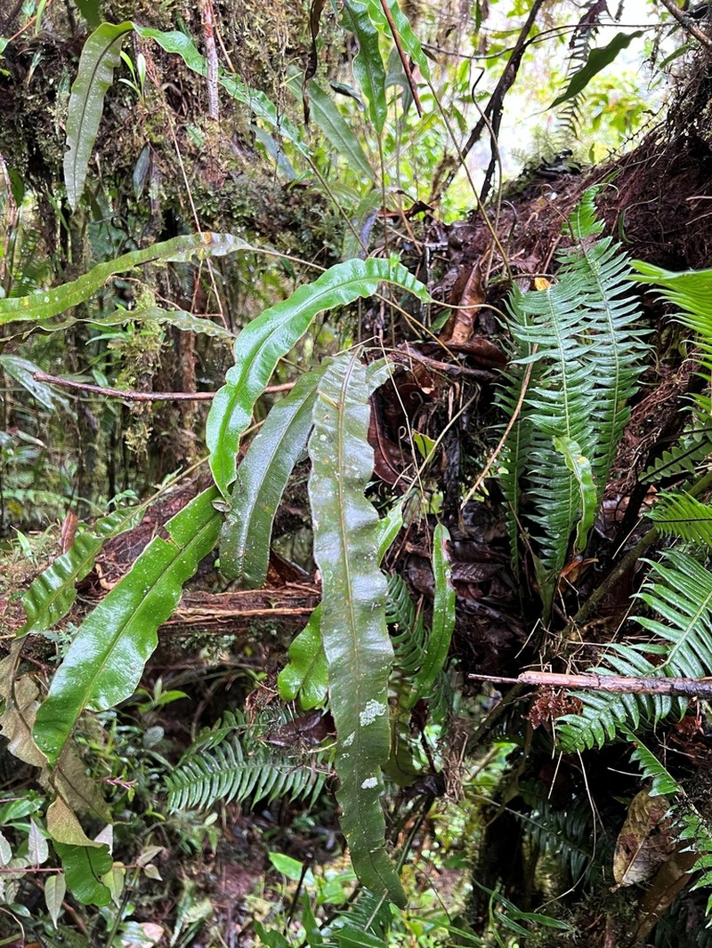 Elaphoglossum cuspidatum photo 4