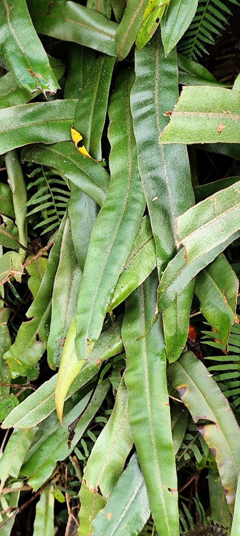 Elaphoglossum cuspidatum photo 5
