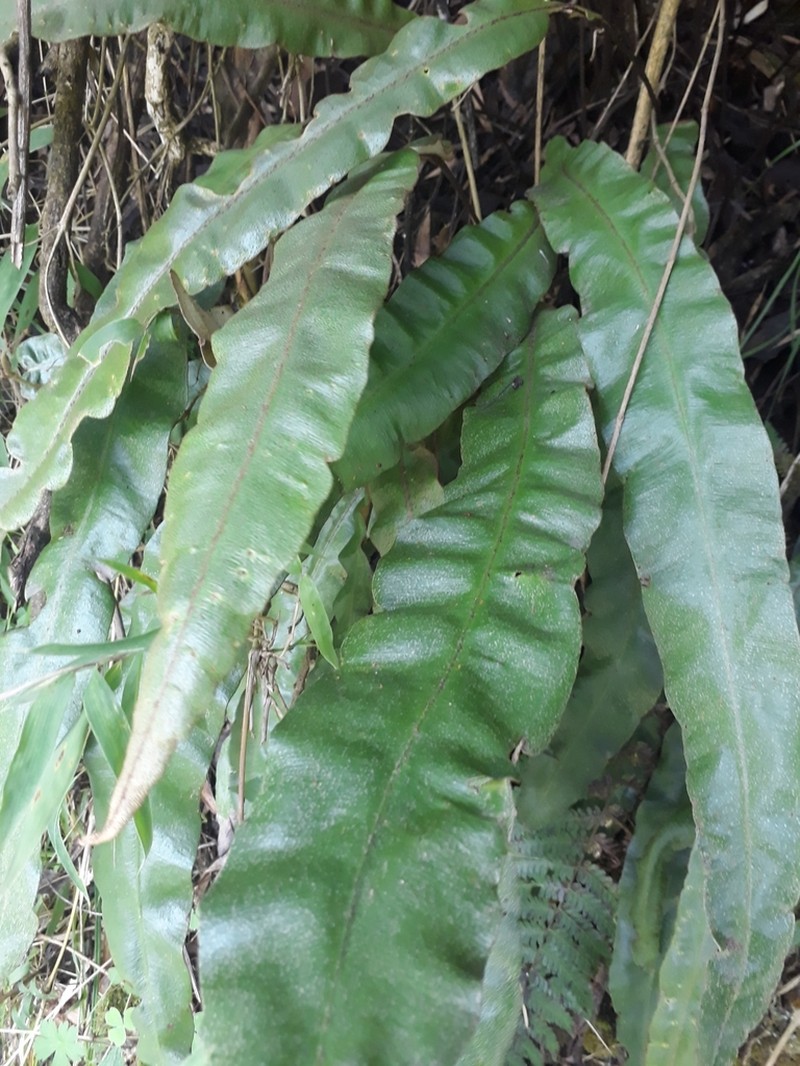 Elaphoglossum cuspidatum photo 6