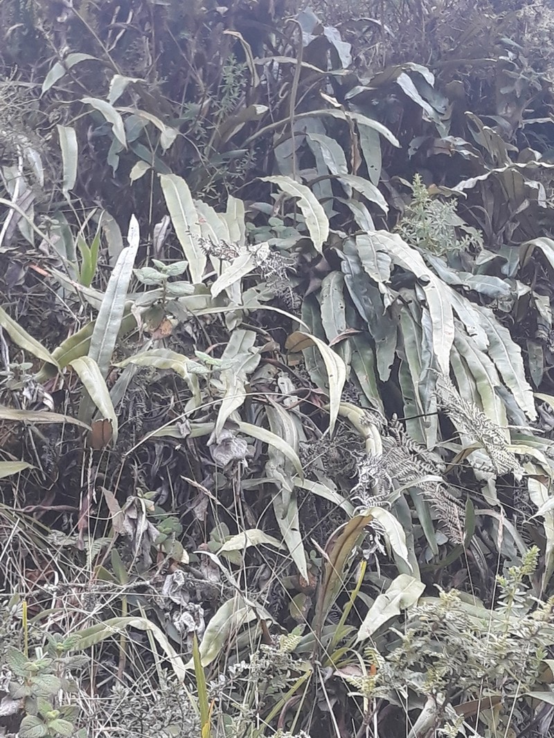 Elaphoglossum cuspidatum photo 7