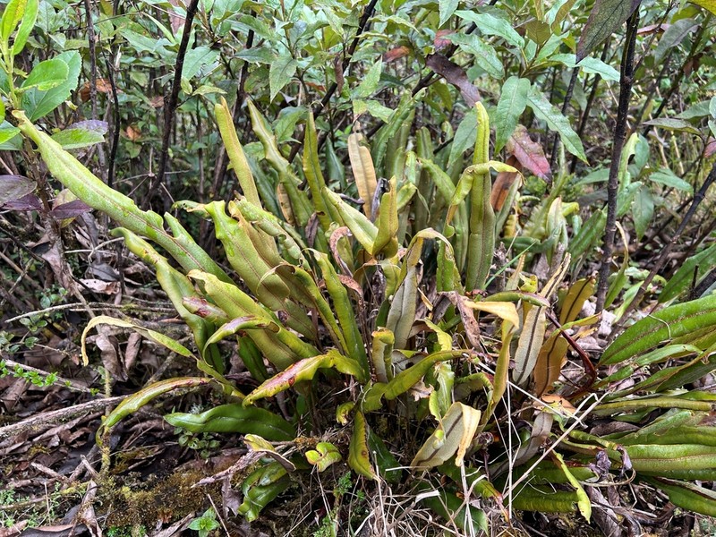 Elaphoglossum cuspidatum photo 8