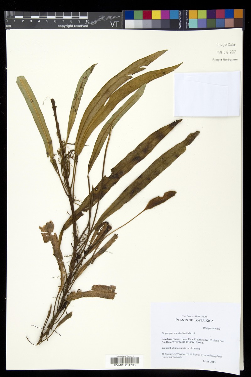 Elaphoglossum davidsei