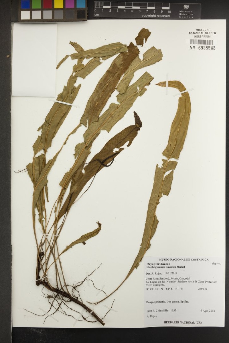 Elaphoglossum davidsei photo 2
