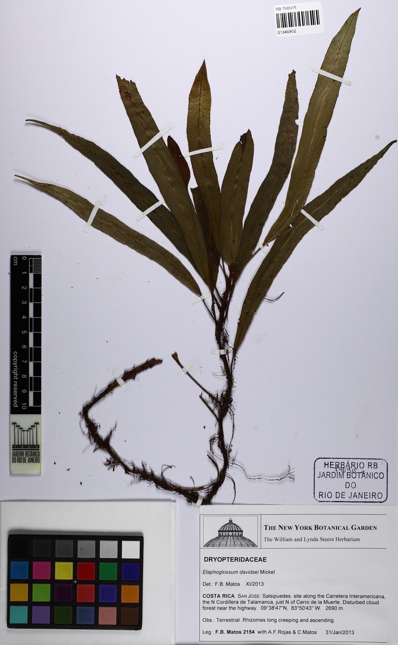 Elaphoglossum davidsei photo 3