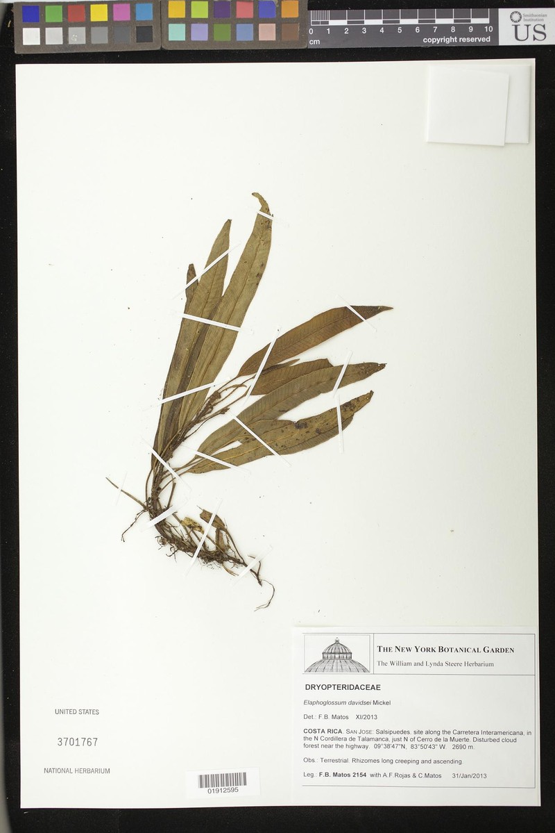 Elaphoglossum davidsei photo 4
