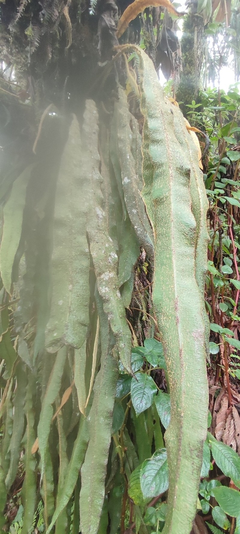 Elaphoglossum deckenii