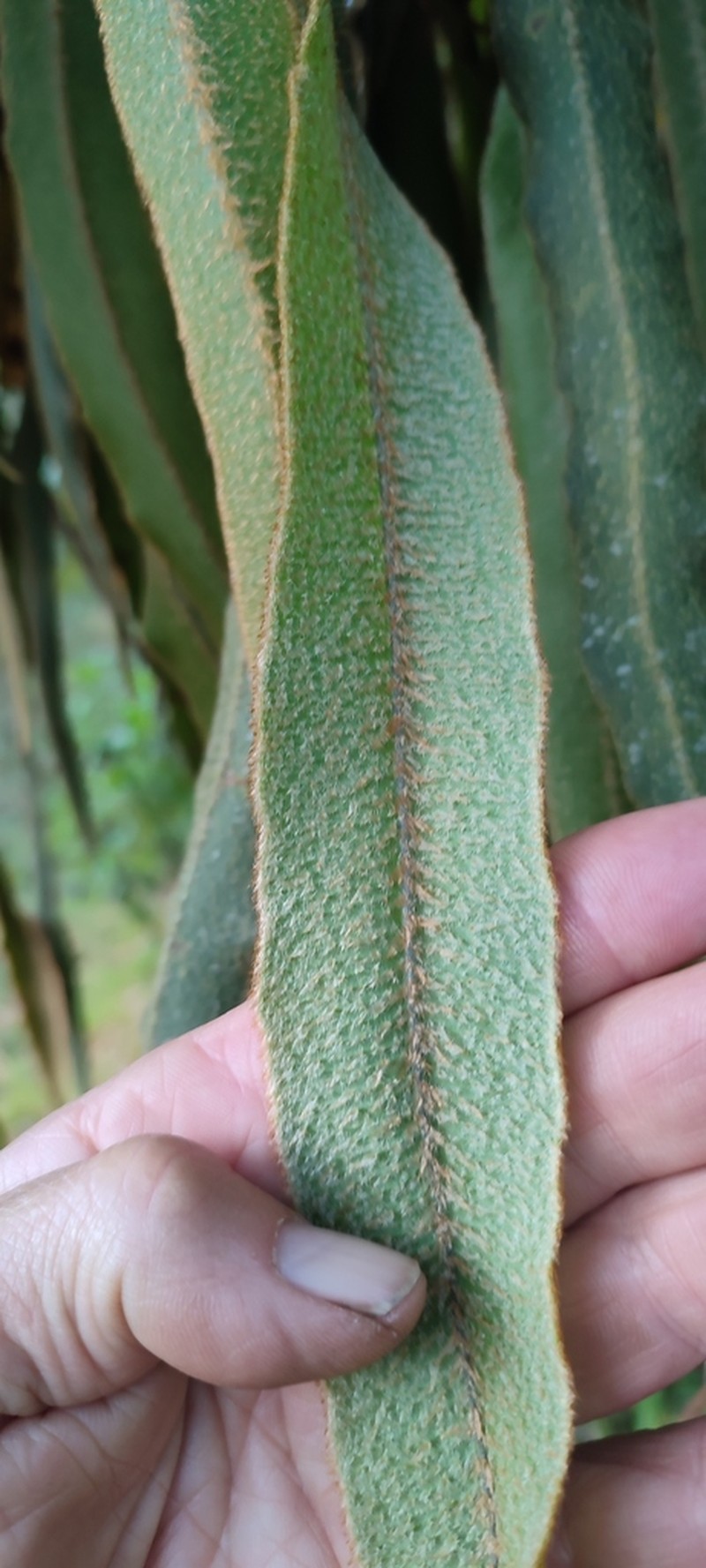 Elaphoglossum deckenii photo 3