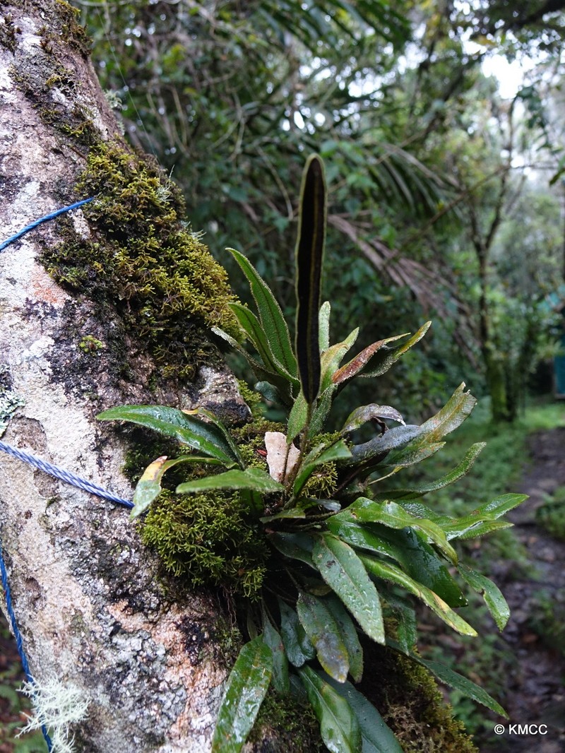 Elaphoglossum deckenii photo 4