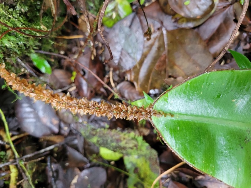 Showy Tonguefern photo 3