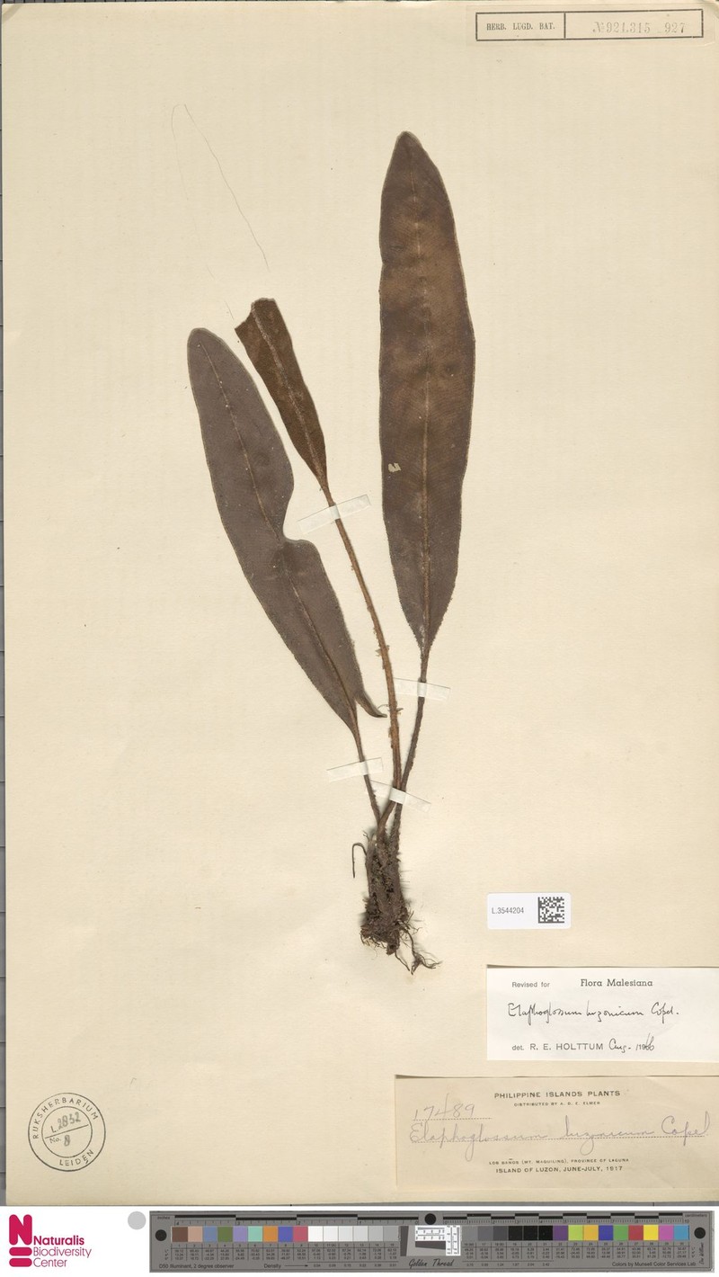 Elaphoglossum decurrens