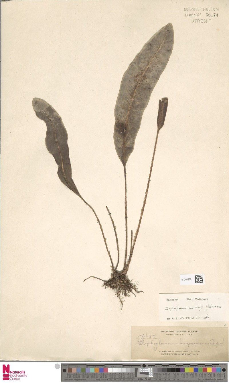 Elaphoglossum decurrens photo 2