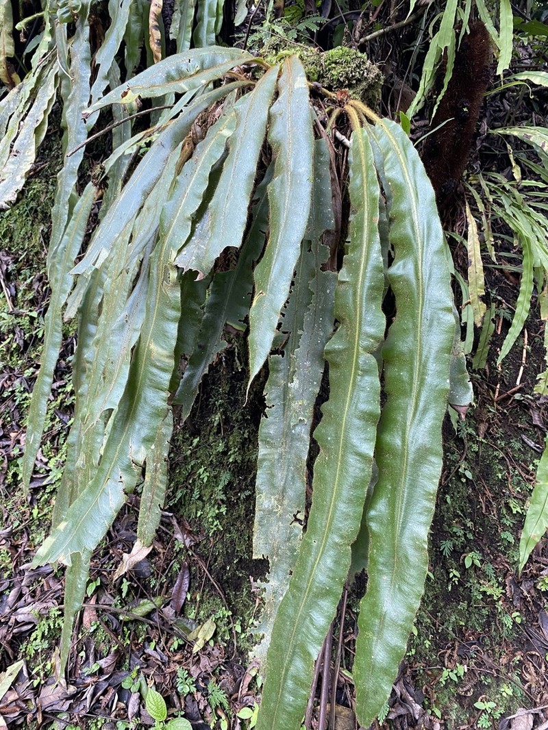 Elaphoglossum decursivum