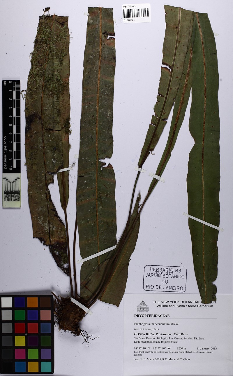 Elaphoglossum decursivum photo 2