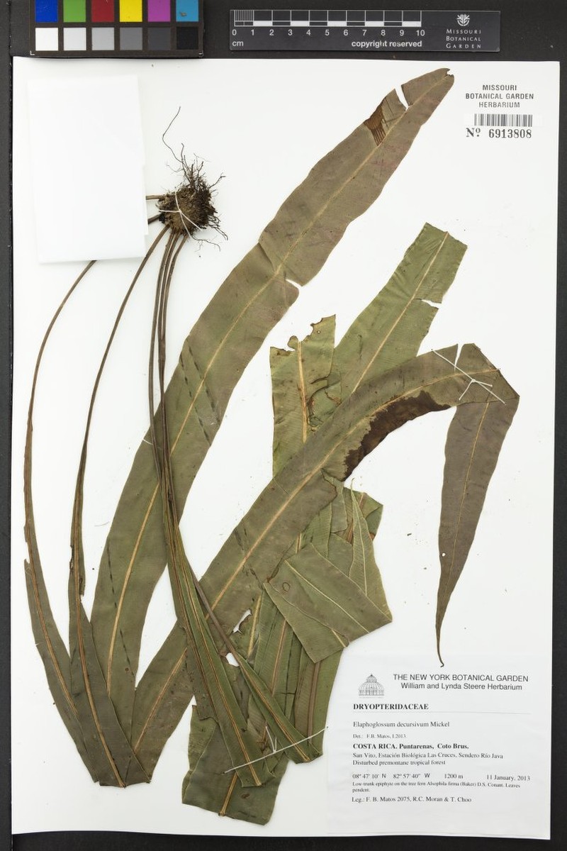Elaphoglossum decursivum photo 3