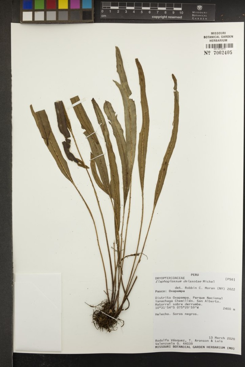 Elaphoglossum delasotae