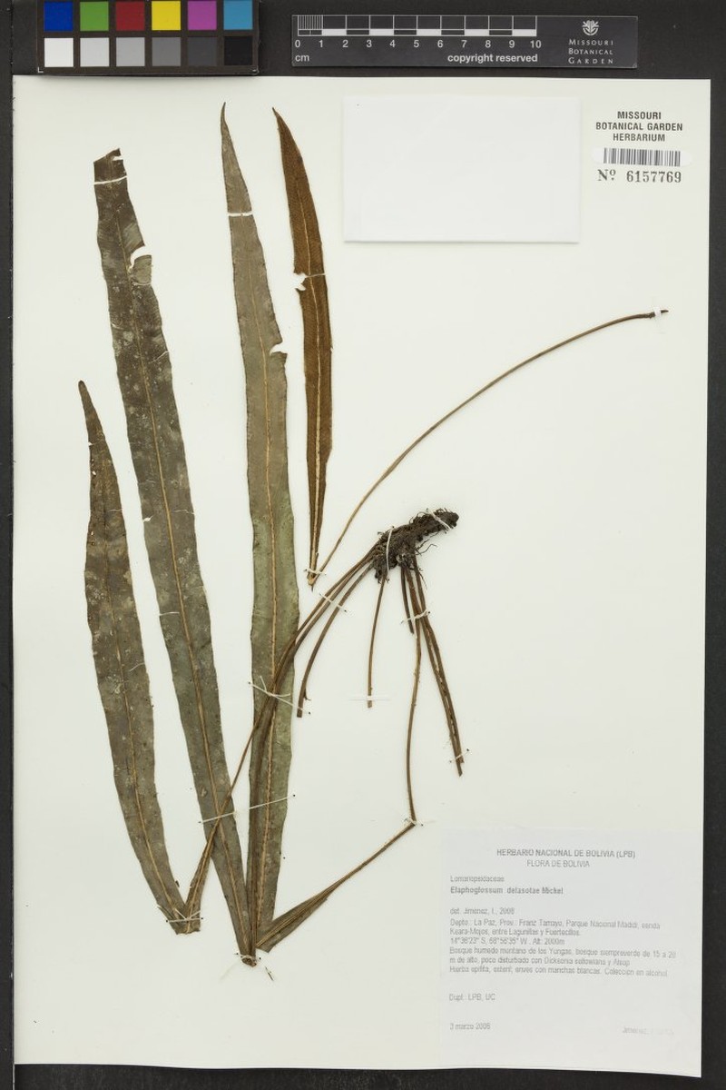 Elaphoglossum delasotae photo 2