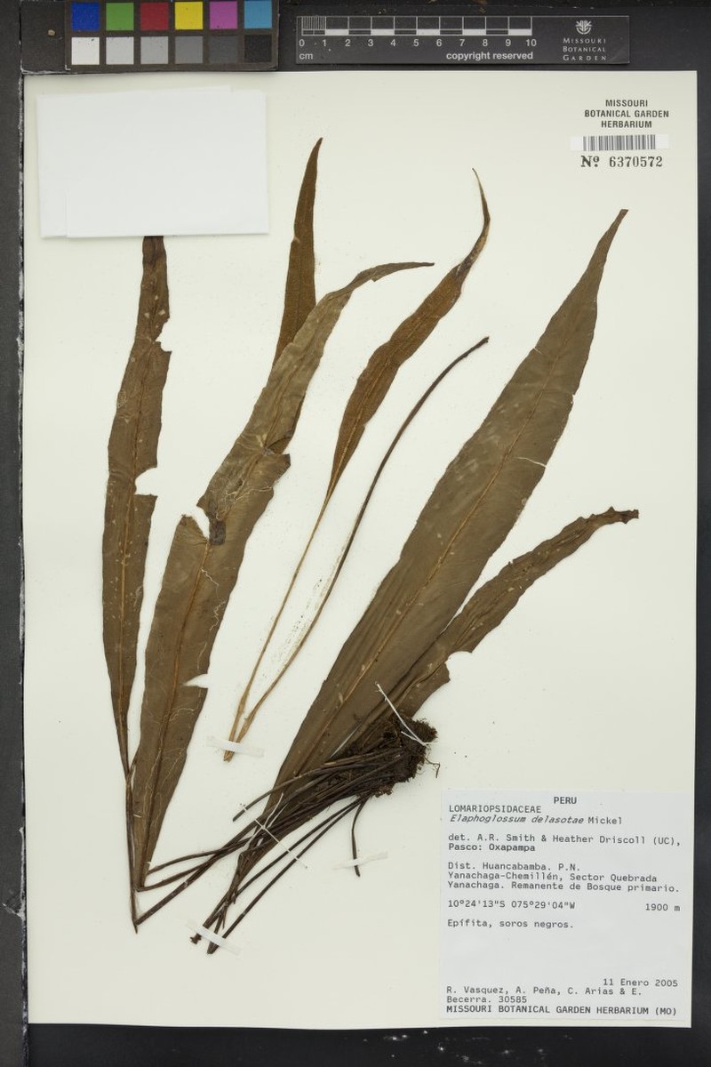 Elaphoglossum delasotae photo 3