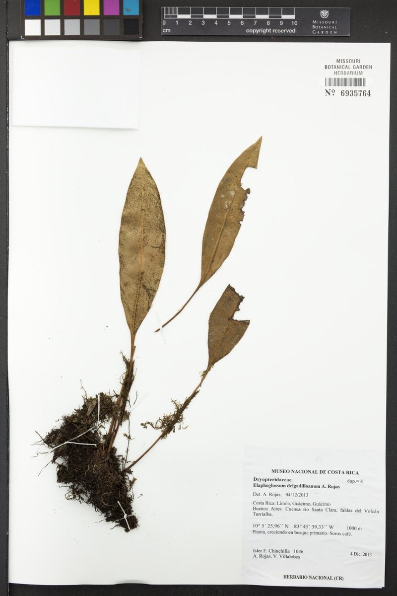 Elaphoglossum delgadilloanum
