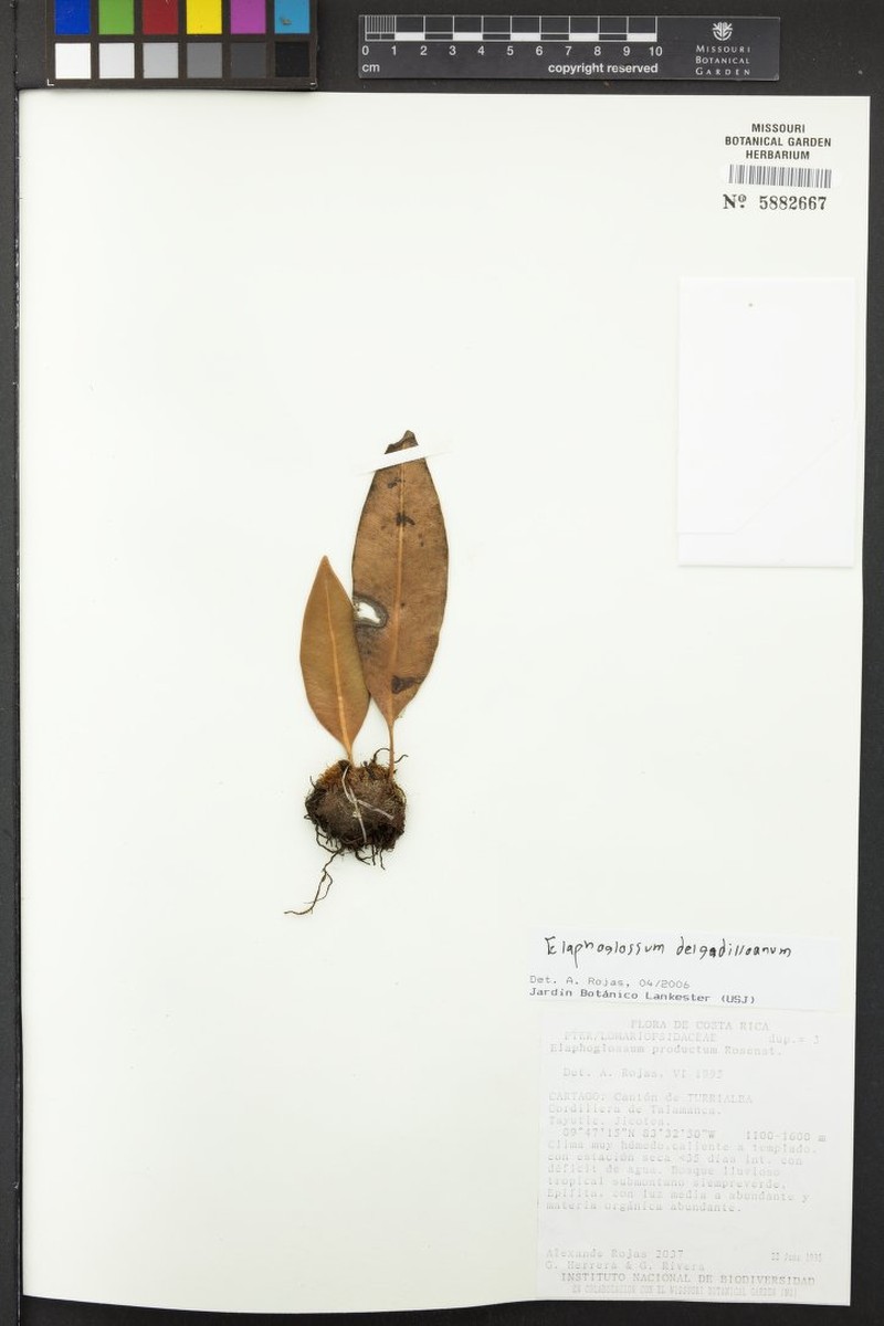 Elaphoglossum delgadilloanum photo 2