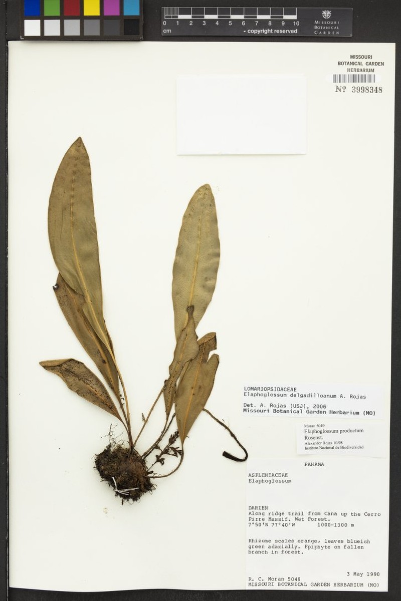 Elaphoglossum delgadilloanum photo 3