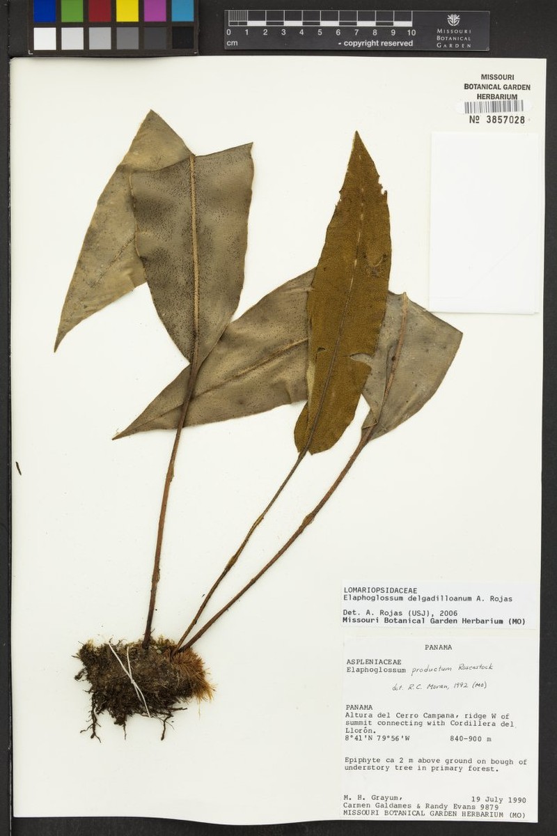 Elaphoglossum delgadilloanum photo 4