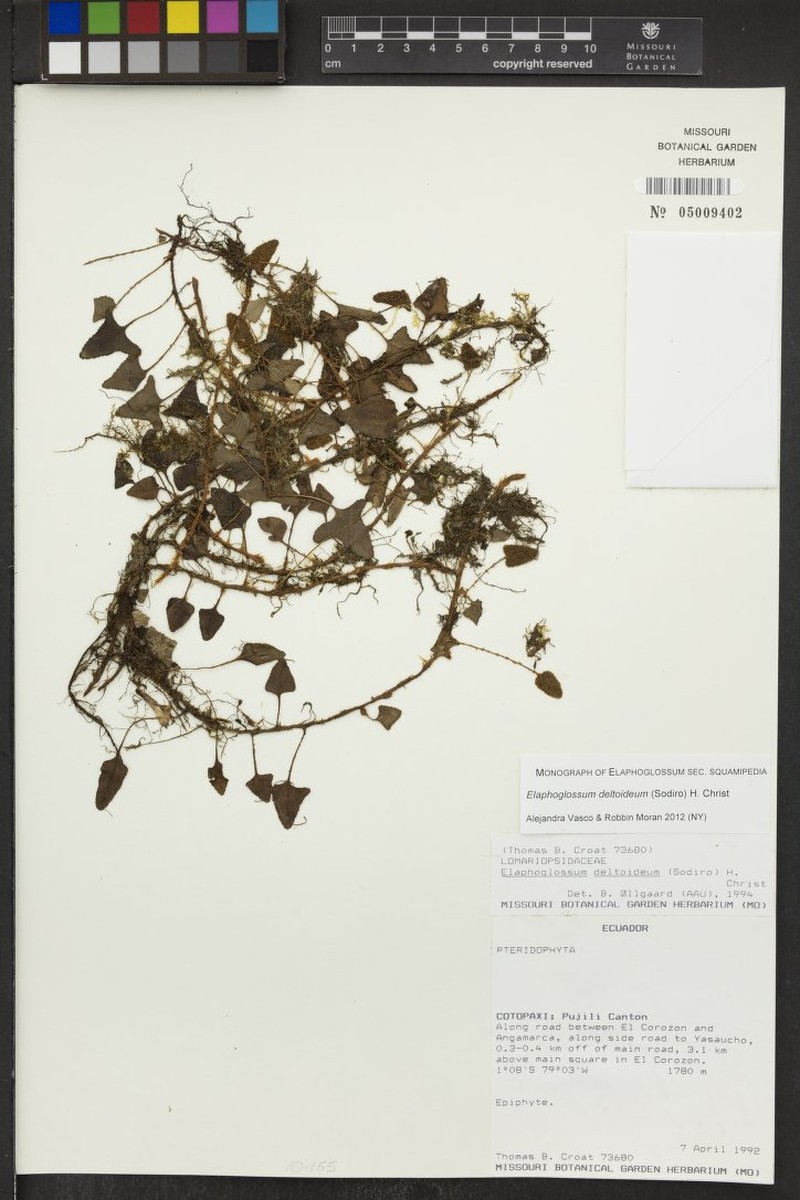 Elaphoglossum deltoideum