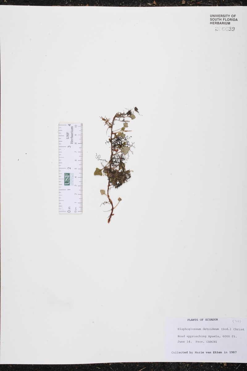 Elaphoglossum deltoideum photo 2