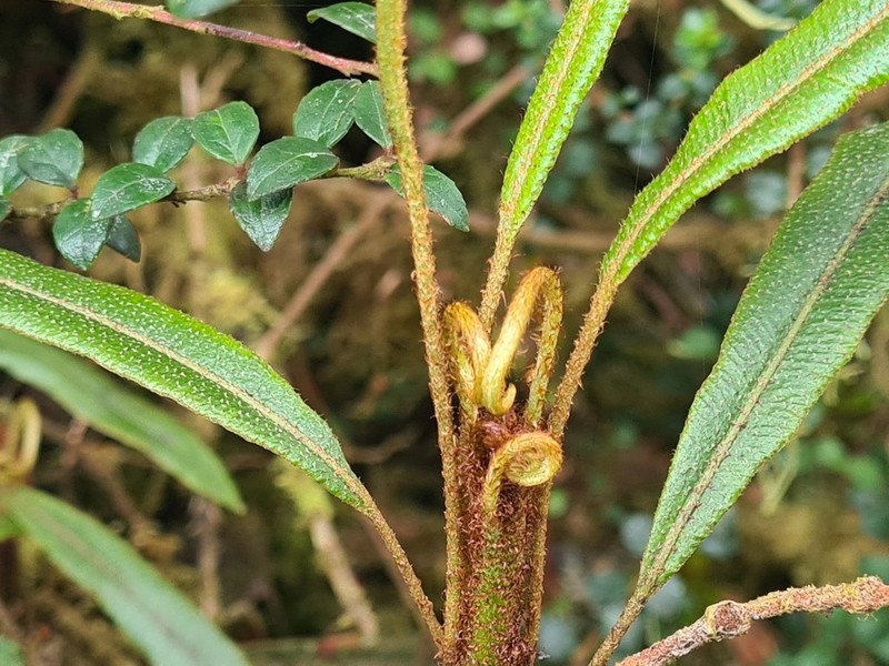 Elaphoglossum dendricola photo 2