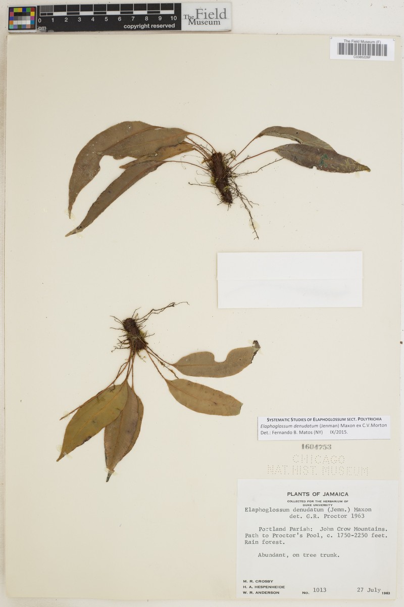 Elaphoglossum denudatum