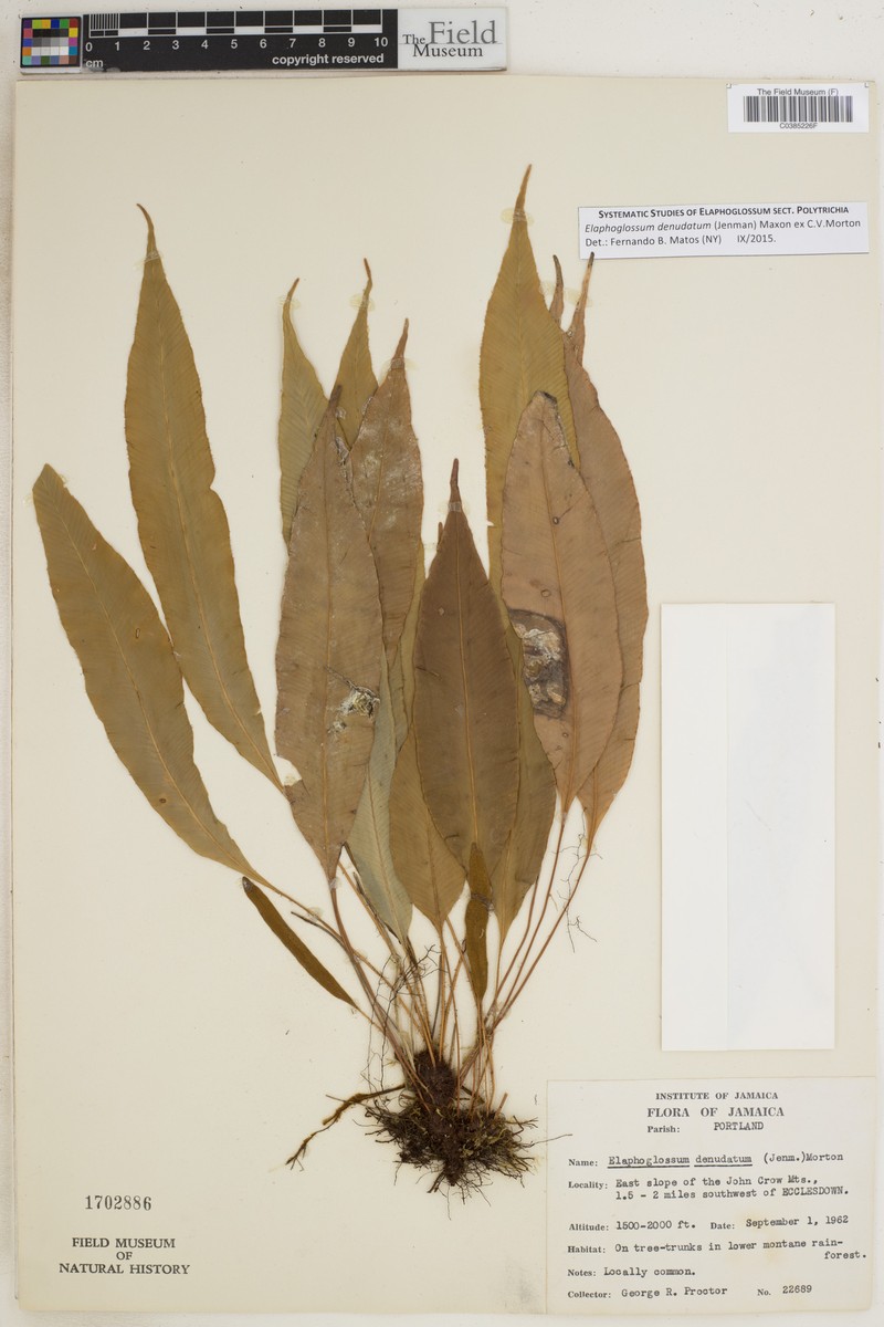 Elaphoglossum denudatum photo 2