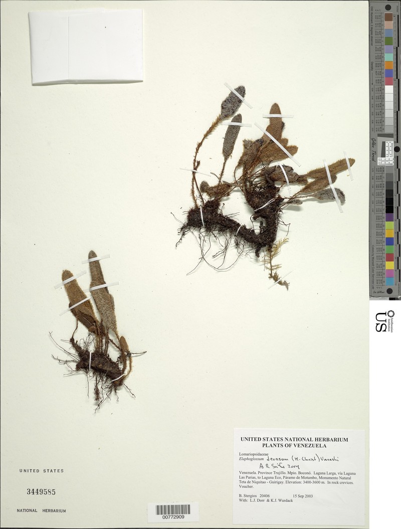 Elaphoglossum deorsum