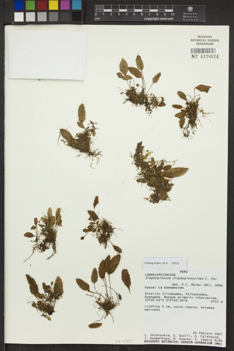 Elaphoglossum didymoglossoides